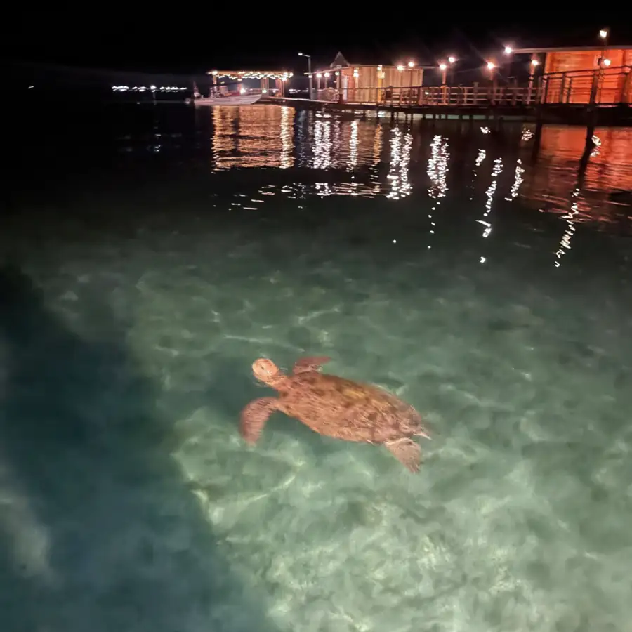 Vibrant marine life and coral reefs near the resort Nusakuya Resort