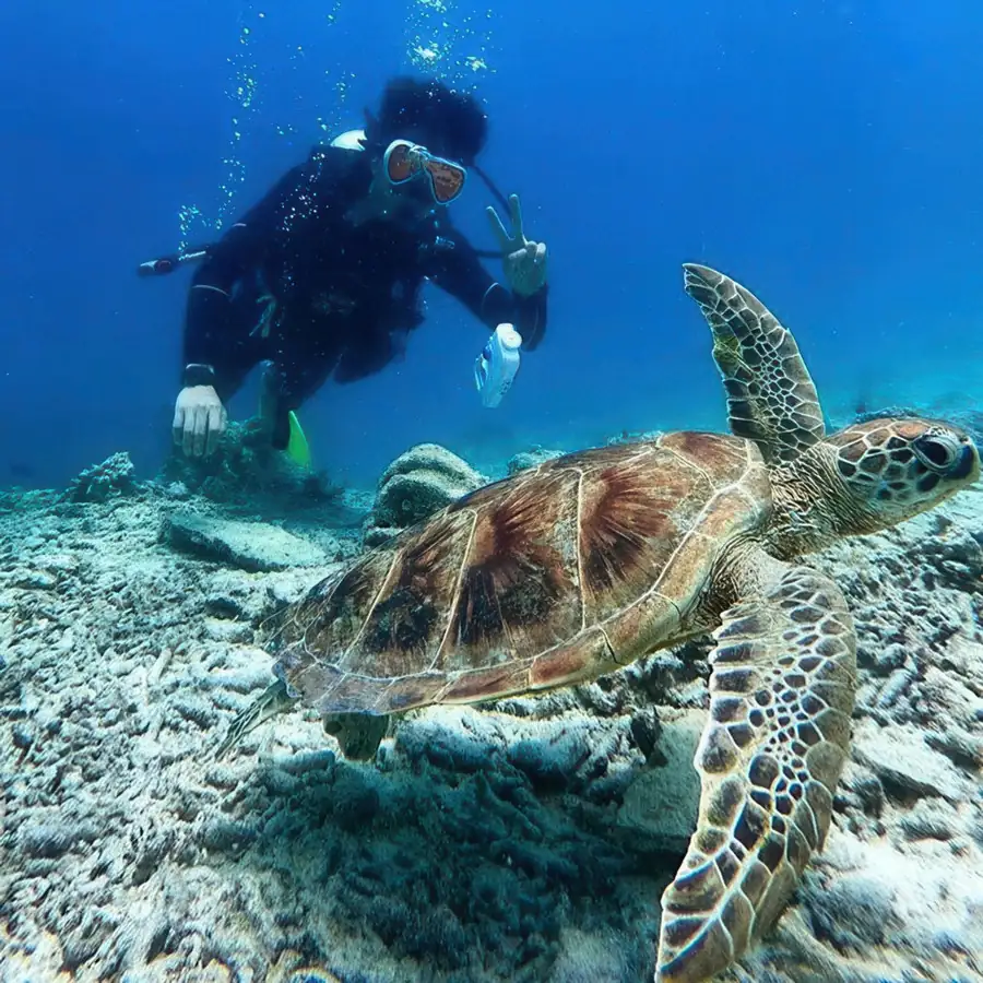 Diver and a sea turtle underwater at Mabul Island Nusakuya Resort